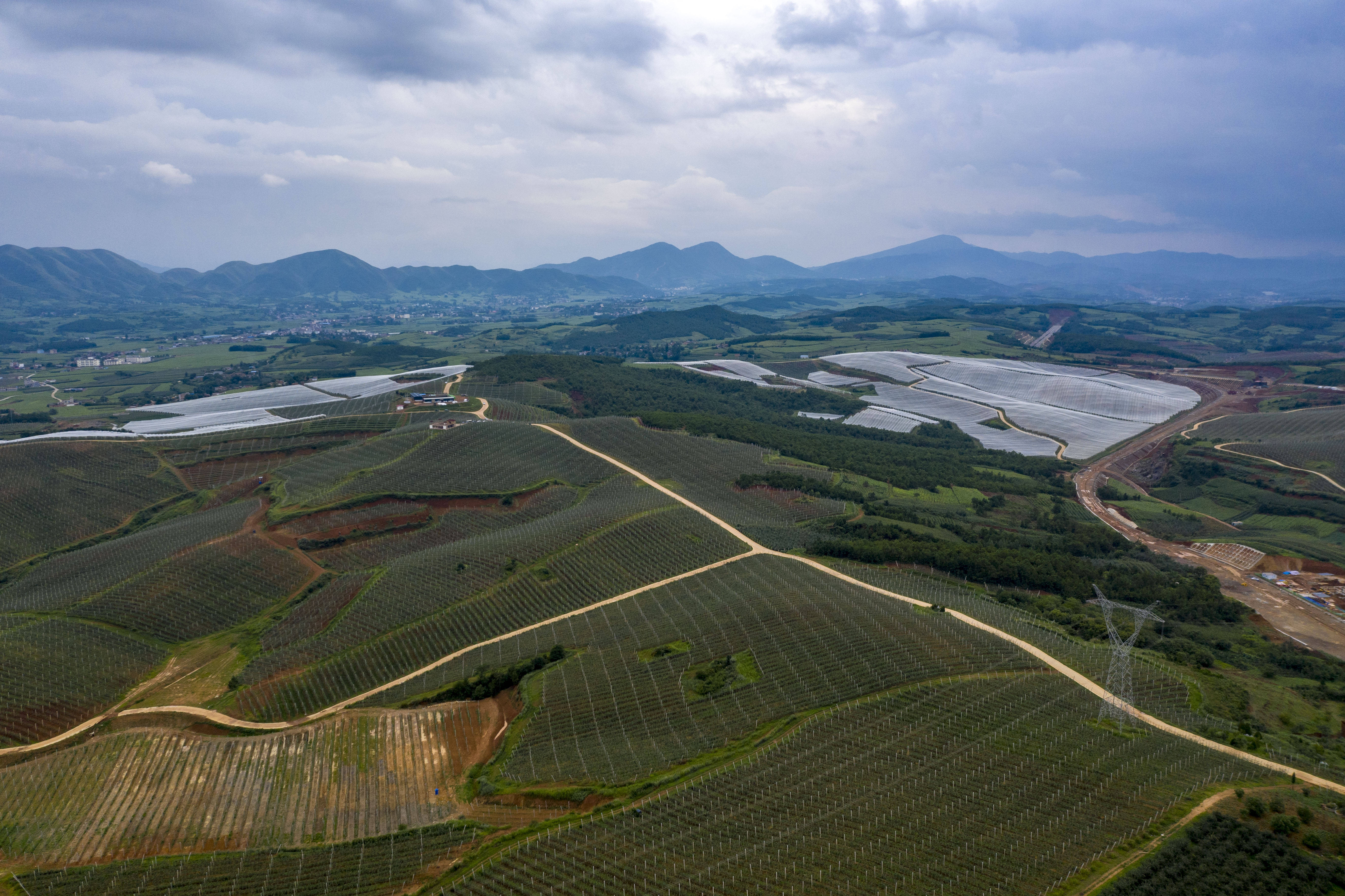 云南省最大的果苗基地图片
