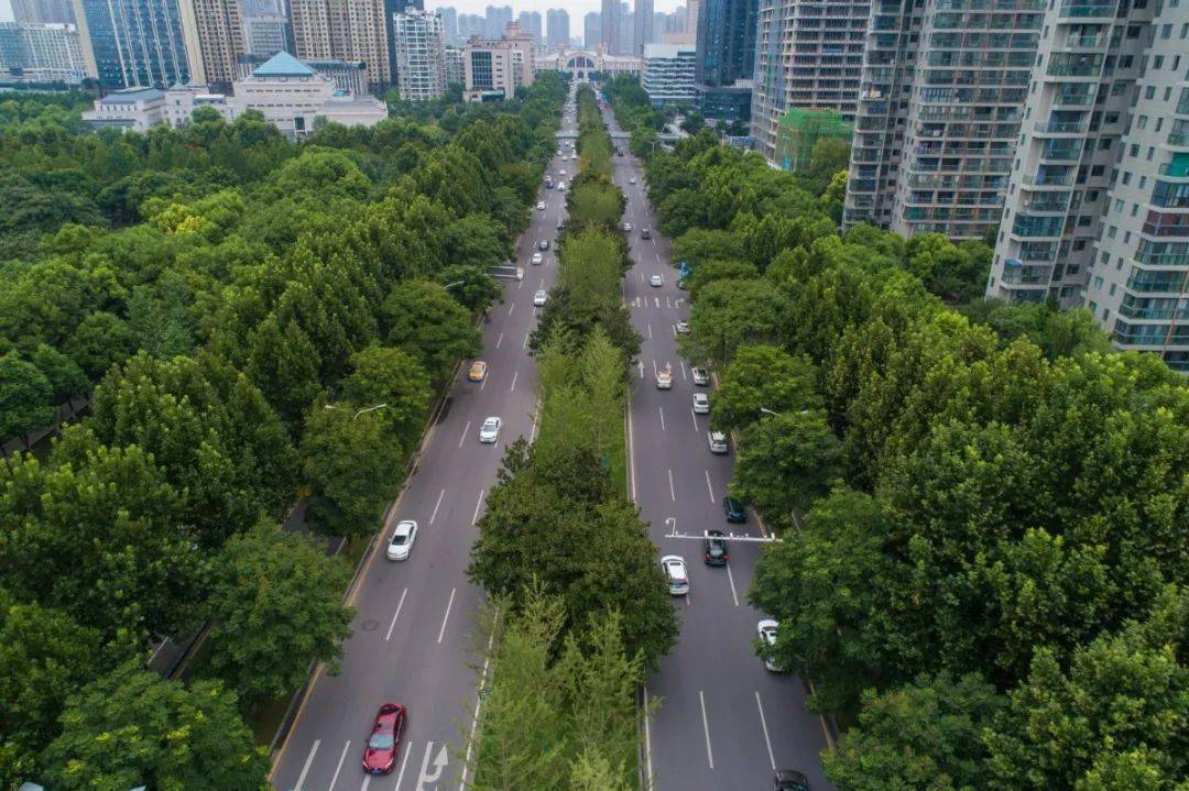今年夏天,70万个它为你实现"林荫自由"_行道树
