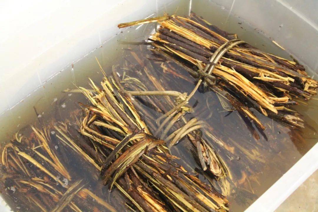 主要方向就做纯皮料的手工纸,也就是皮纸,贡斌从第一批的三桠皮开始