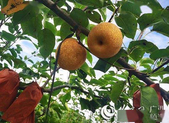 廣西陽朔鎮桂花梨香滿致富路