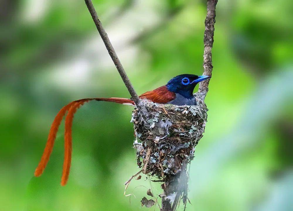 绶带综腹啄木鸟铜蓝鹟鸳鸯戏水白鹭黄鹂(内容选自"巫山摄影"微信公号)