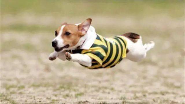 小短腿柯基,奔跑起来的姿势优美