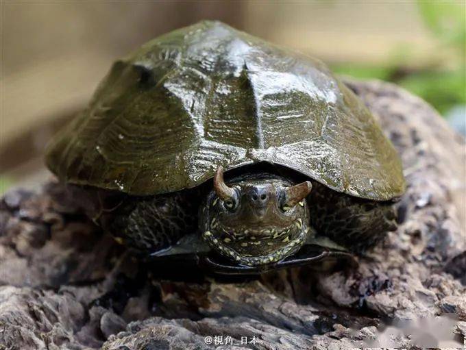 京都五山送火被不明人士擅自点亮静冈一只头上长角的草龟