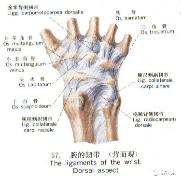 早讀全身主要韌帶解剖起止點一篇總結到位