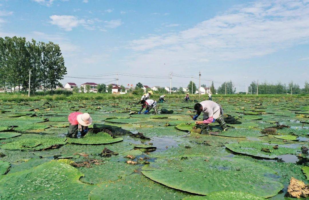【走向我们的小康生活】千亩芡实采收忙 丰收喜悦溢满塘_种植