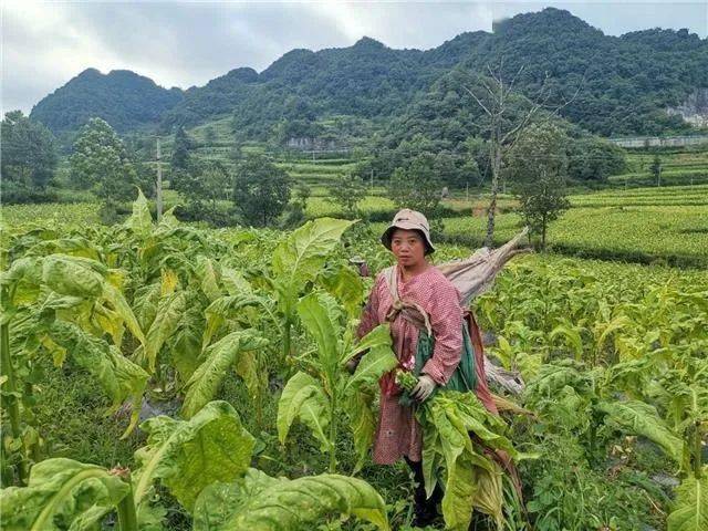 百里杜鹃绿叶变身金叶子换来好日子