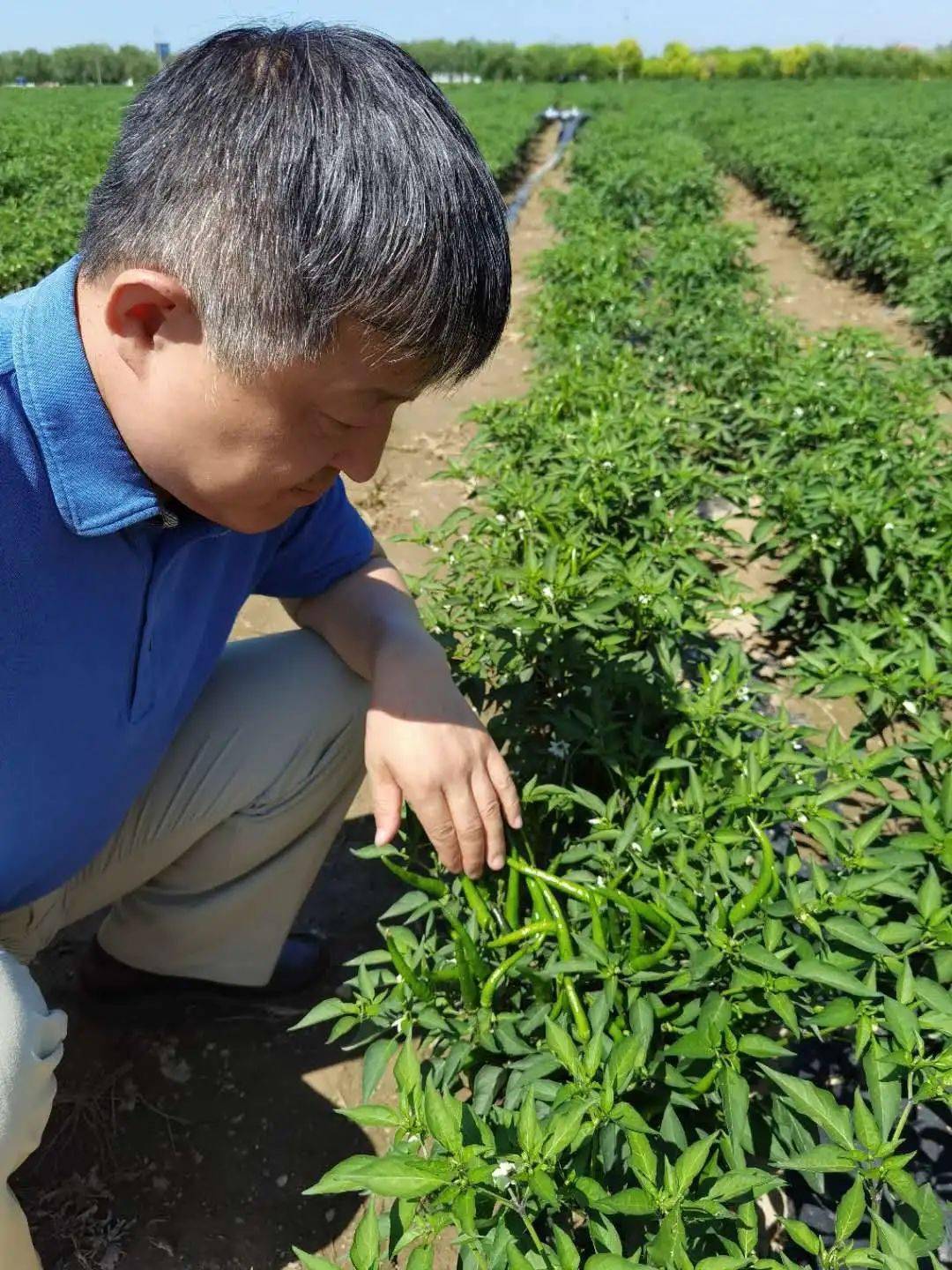 座谈会观摩后巴彦淖尔市农技推广中心肥料科冯君伟科长王霞副科长