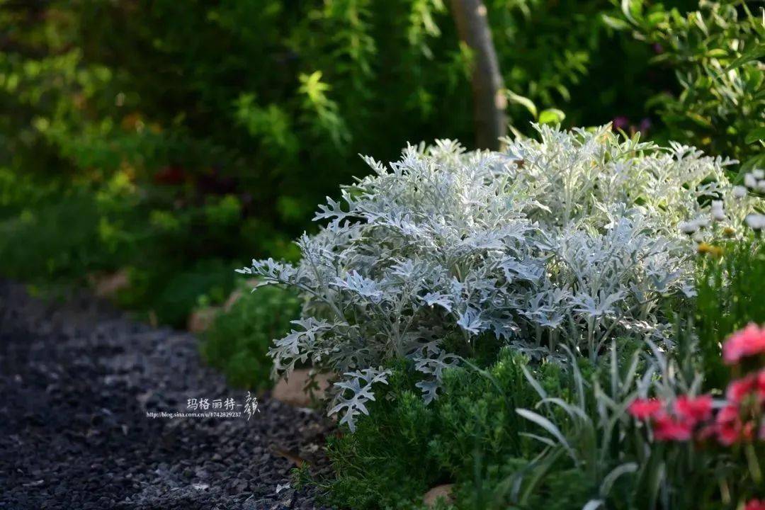 银叶菊是我比较喜欢的,一直都有种,尤其是作为花境的布置搭配,特别