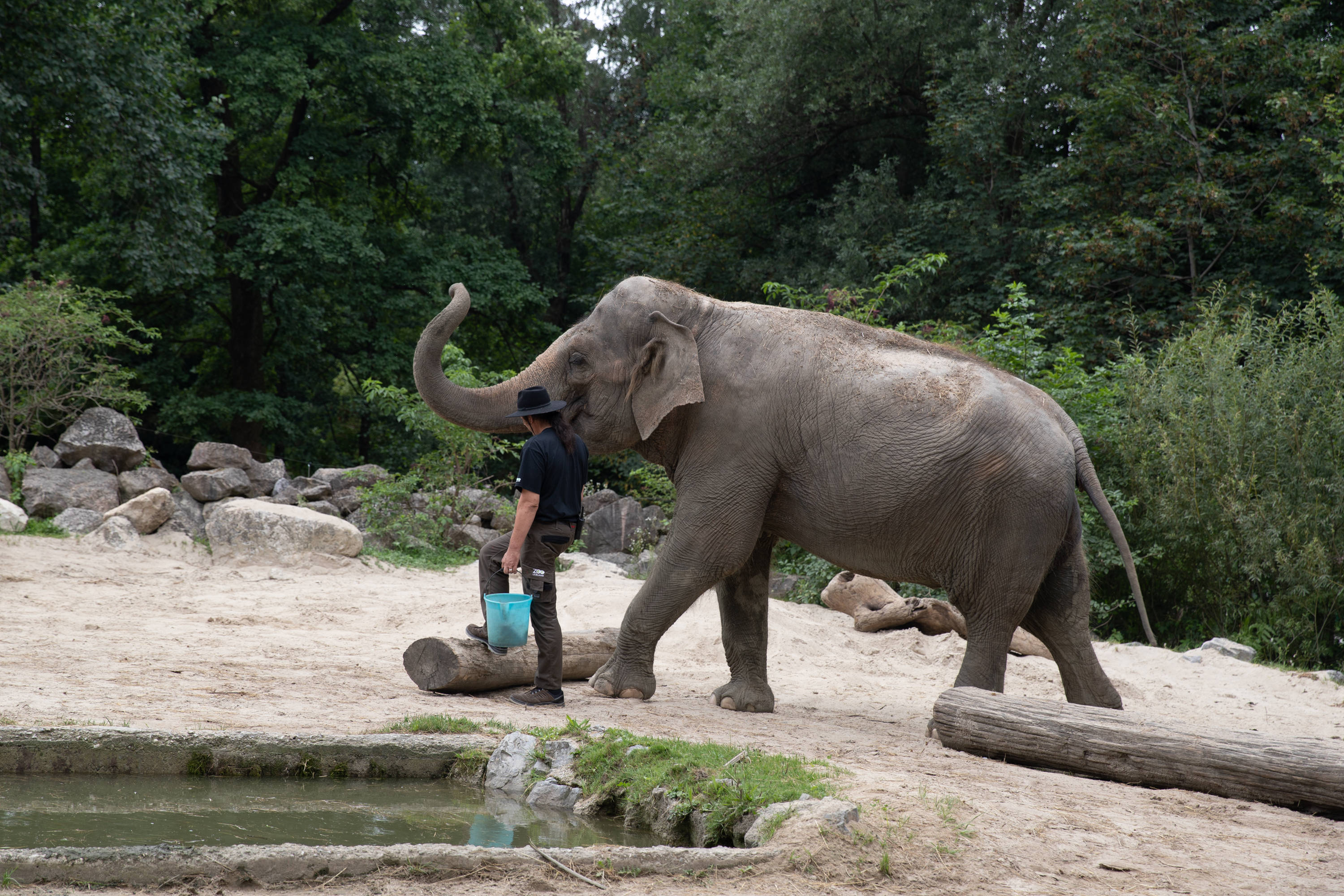 世界大象日:盧布爾雅那動物園裡的亞洲象