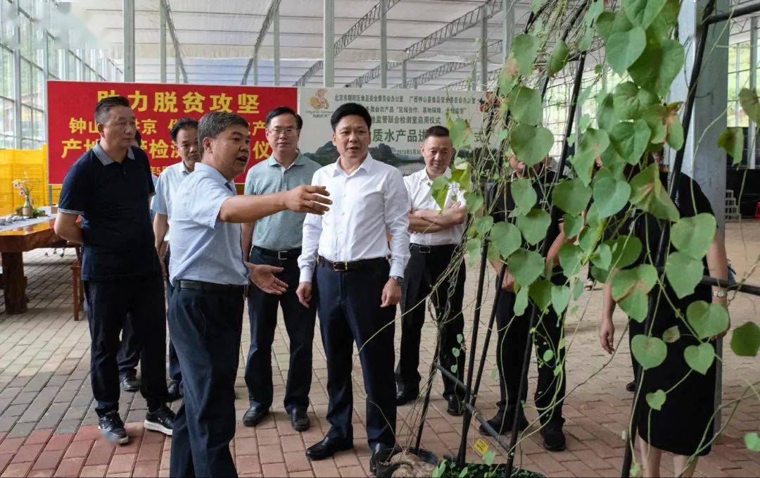 图为灵山县县委副书记,县长刘钦(右二)率调研组到我县公安镇有机农夫