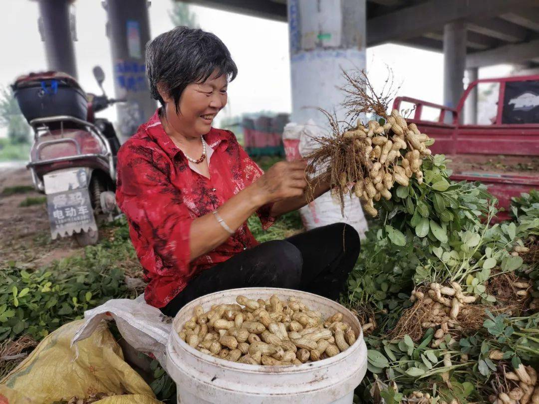 开封祥符:范村乡9万亩花生进入丰收期