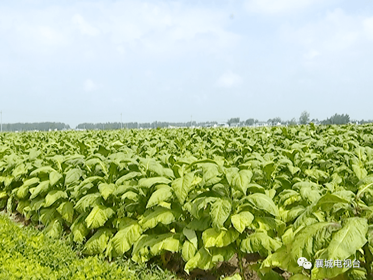 目前,姜庄乡千亩烟方烟叶长势喜人,同时也解决了本村及周边村庄100多