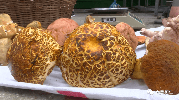 食用野生菌要谨防"祸从口入",不要采摘或购买自己不熟悉的菌类,不同