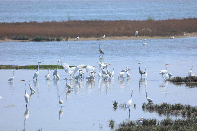 河北秦皇岛观鸟日记:到北戴河湿地看白鹭翩翩掠影