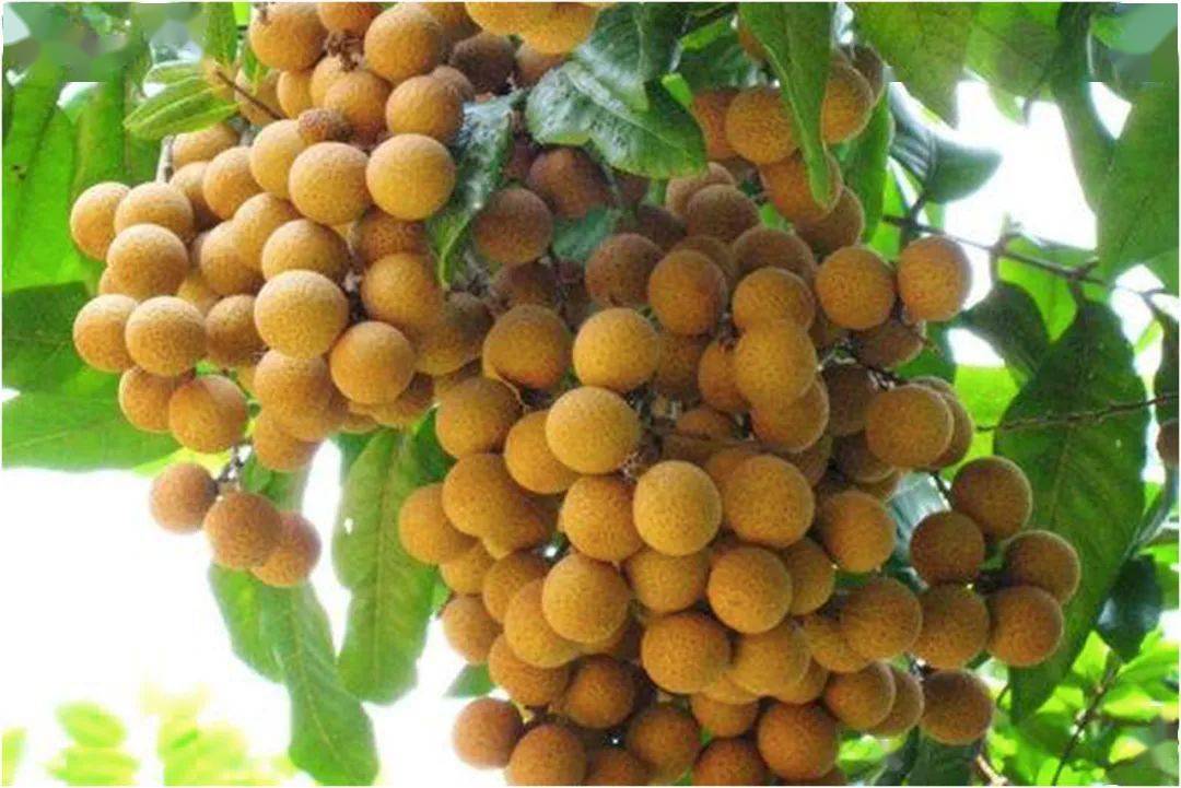 泸州历史文化之旅三张坝桂圆林