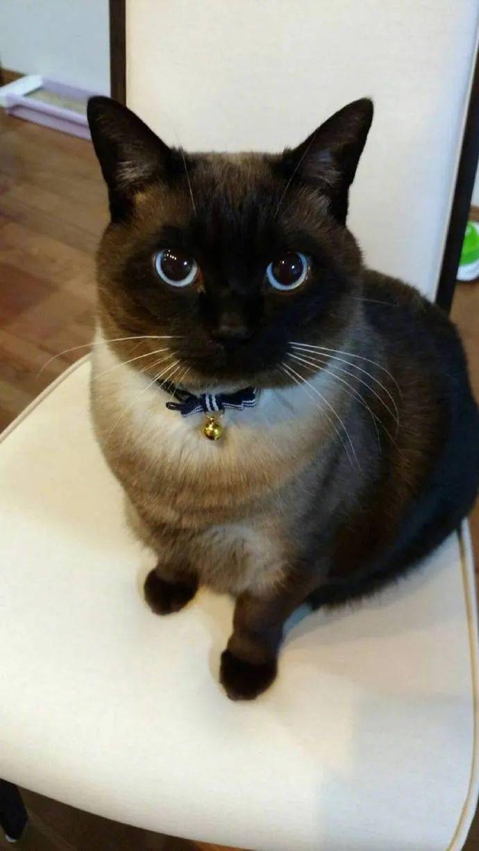 暹罗猫的成长过程,就是一个不断黑化的过程!