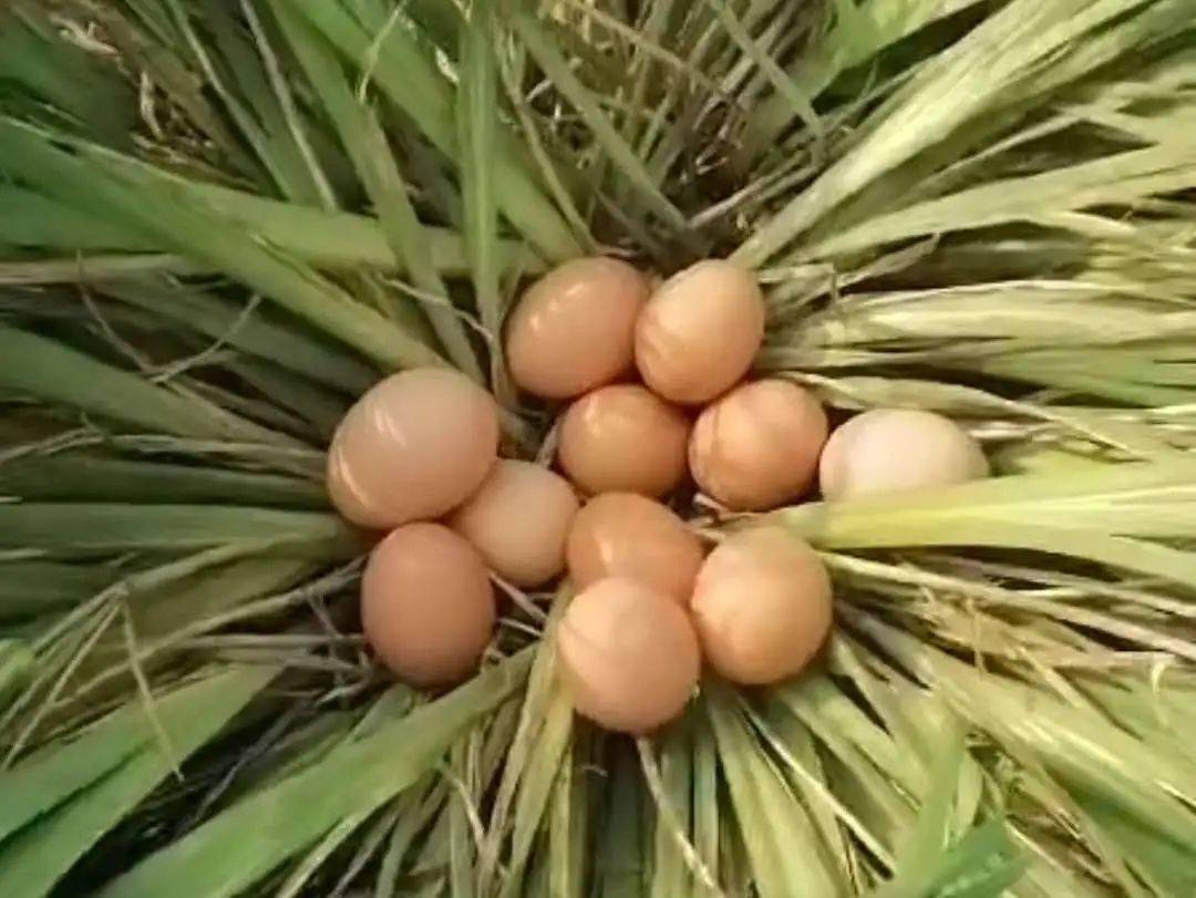 预售排队订购长春庵山庄的溜达鸡蛋现抓跑山鸡