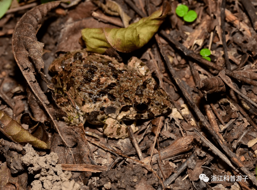 2020暑假福利79夜探杭州花圃童年夏夜有蛙鸣虫趣相伴
