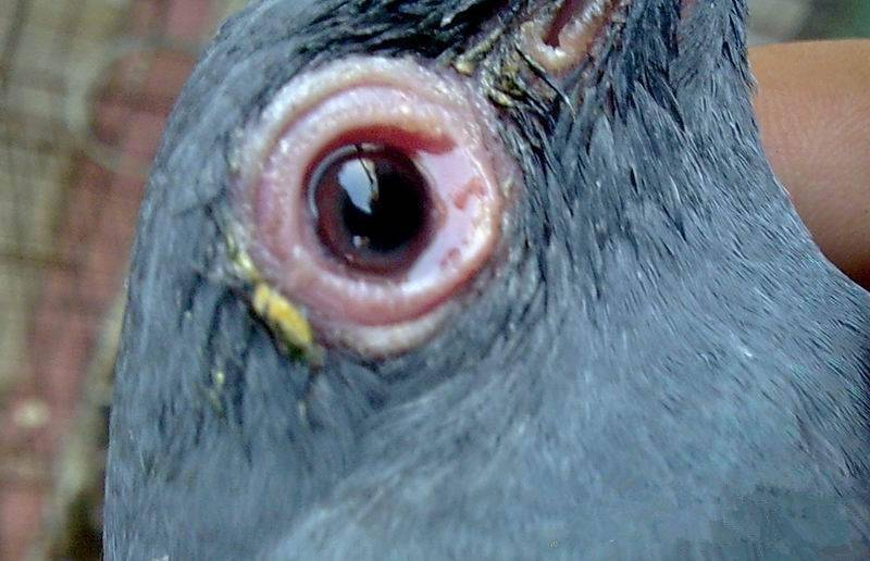 1,病鸽典型的特征多是一侧或双侧眼睛红肿,怕光流泪,大量的眼泪顺着