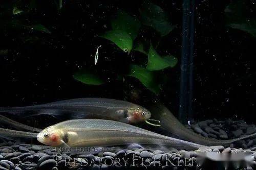 每天认识一种南美鱼84玻璃飞刀