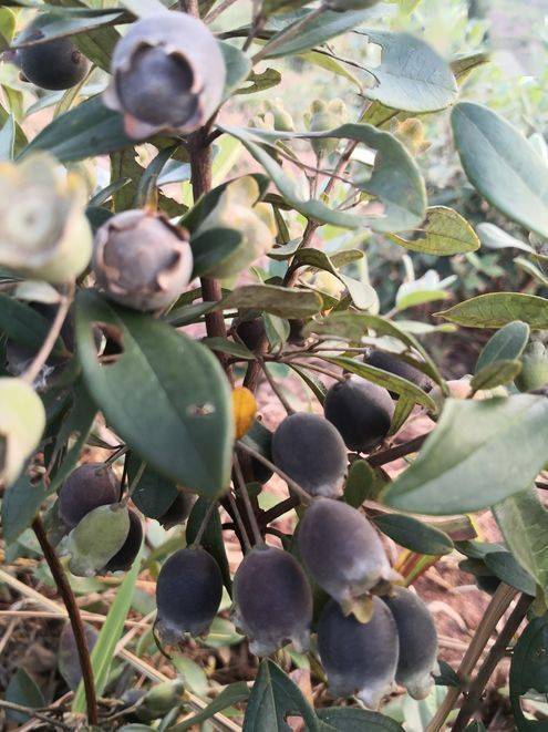 最新发现这个超200亩的田园农庄山捻子熟啦来亲手采摘回味酸甜味道