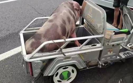 猪和一头牛沂河上游还漂来救援场面惊心一名三轮车司机被困水中临沂