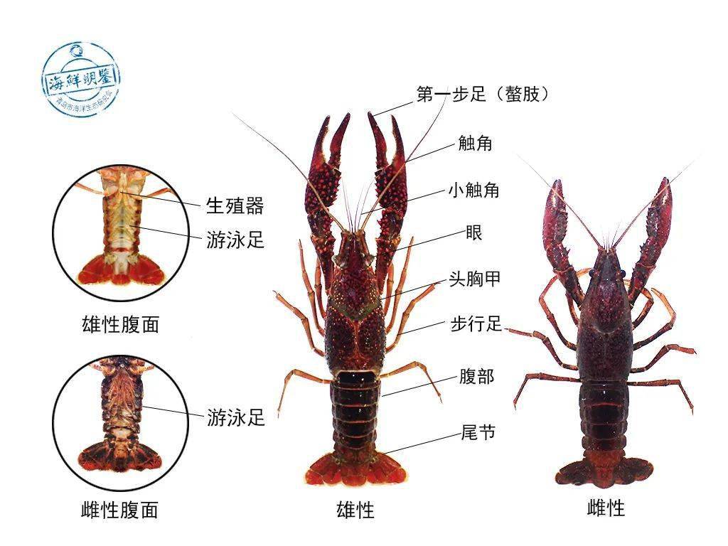 克氏原螯虾结构图片