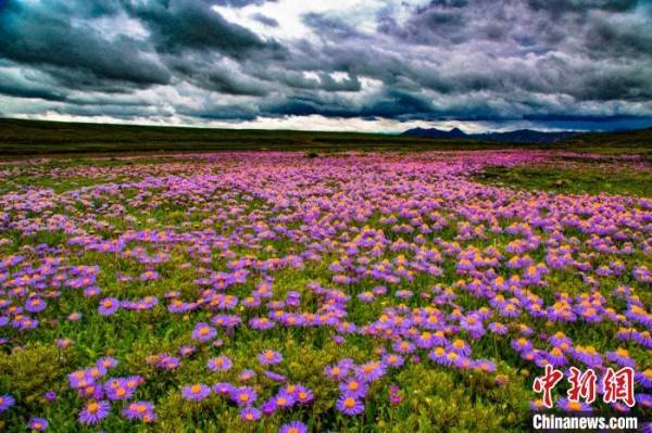 图为满山遍野的山花. 功霸扎西达杰 摄 返回搜             责任编辑