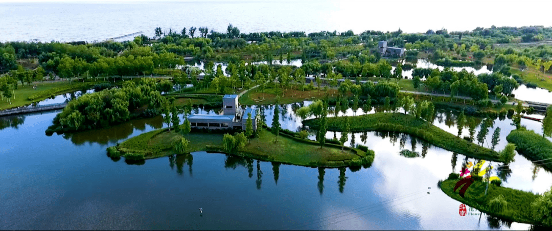 草坪苗木批发市场在哪