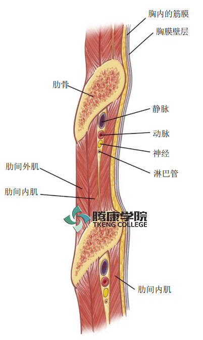 疼痛解剖学肋间神经