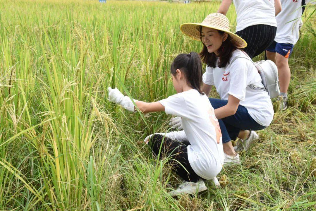 精彩回顾割禾抓鱼趣味活动共享稻田趣事