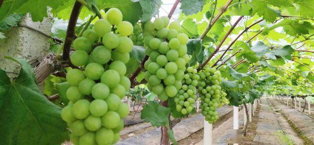 青阳县酉华镇:葡萄"串"起大梦想 蜜桔"甜"了小康路