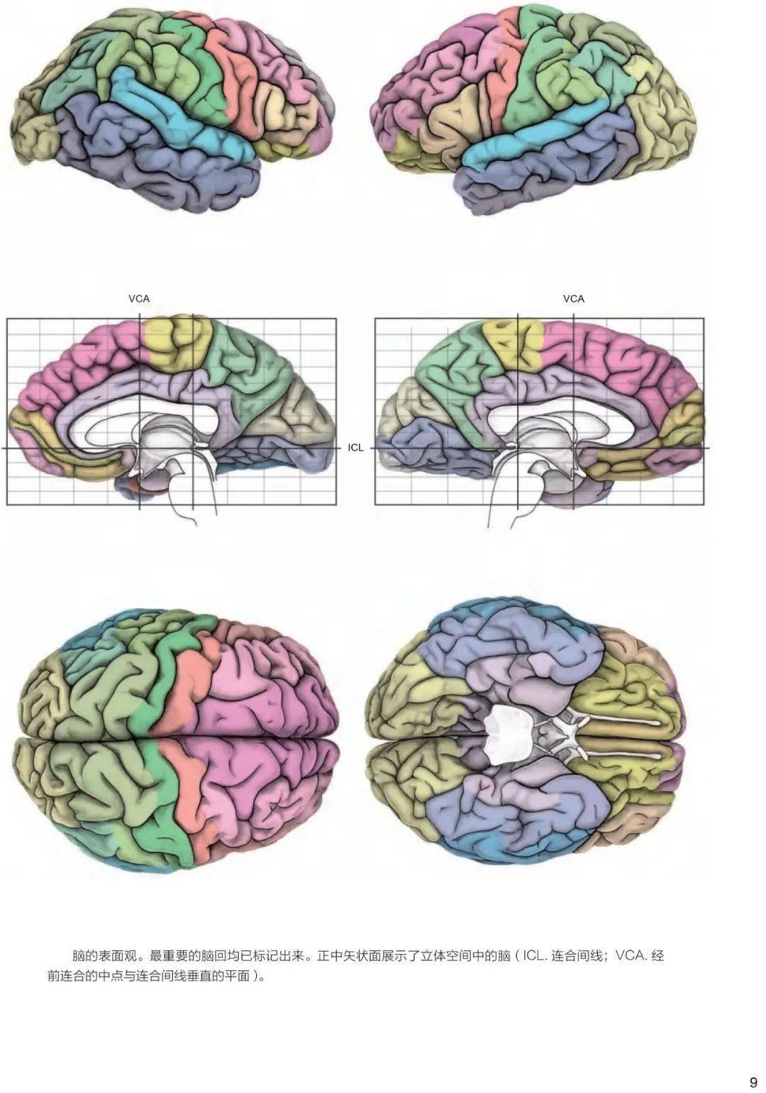 精準人腦地圖國際解剖經典人腦圖譜第四版火爆上市