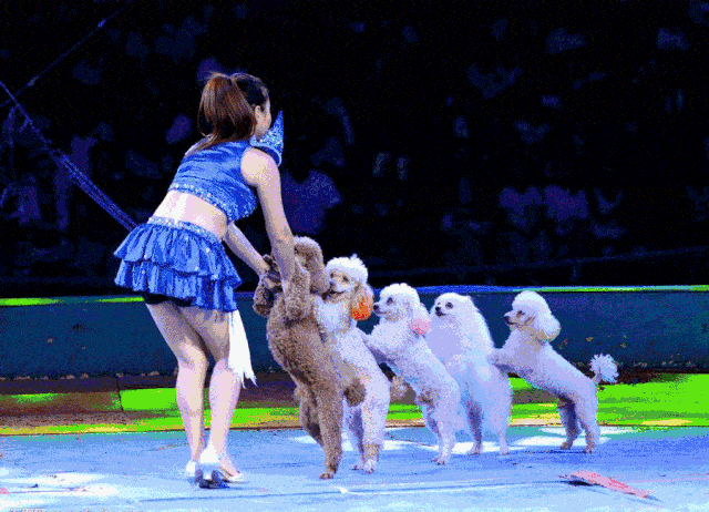 怕不是"成精"了吧可谓是十八般武艺样样精通跳绳,行走,钻圈……将拿出