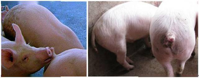 猪咬尾我们应该怎么做