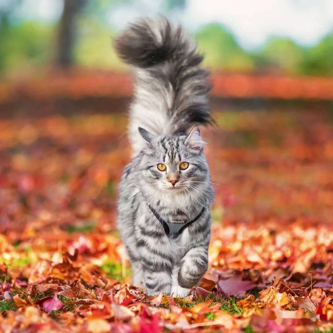 大尾巴西伯利亚森林猫可萌可霸气简直是行走的鸡毛掸子啊