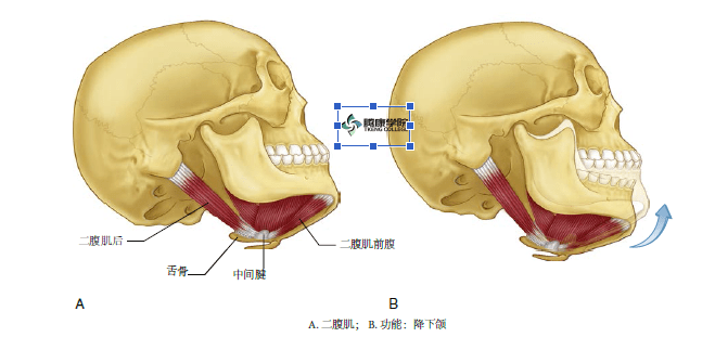 咀嚼肌