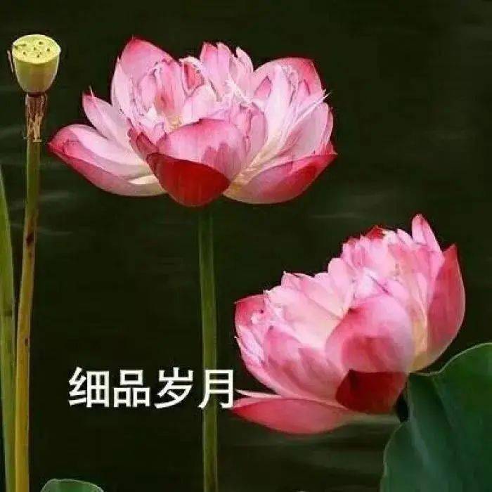 头像100张随便一张都好棒