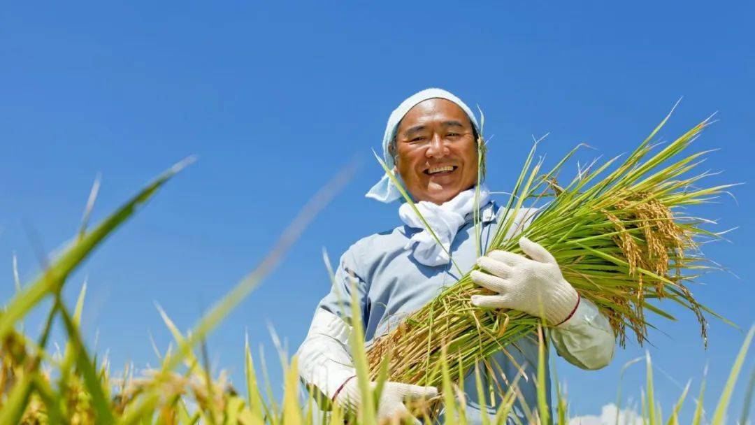 为什么日本农民地位这么高