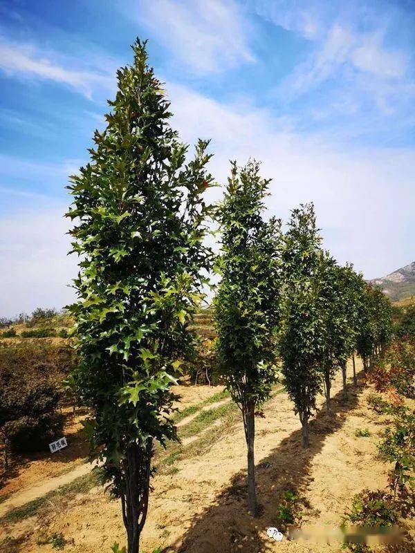 沼生栎—绿柱▲猩红栎—火焰▲猩红栎嫁接容器苗▲北美红栎—金色