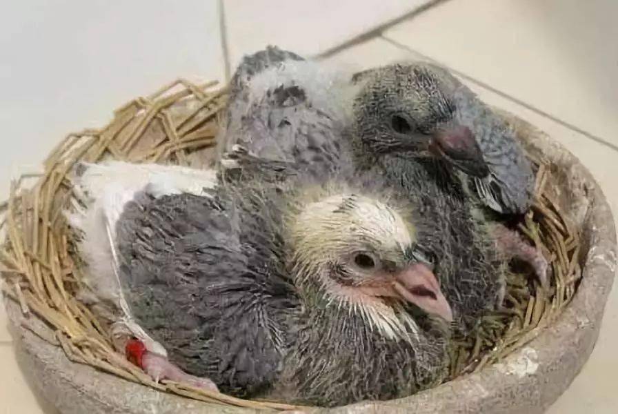 出壳后脐带头大的雏鸽,要不要淘汰呢?