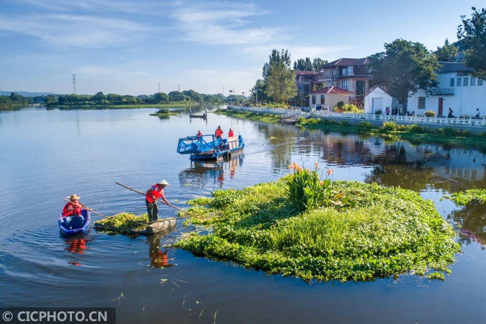 浙江长兴生态浮床净化水质