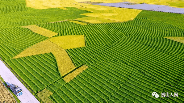 太美了吧!航拍下的崀山镇窑市村千亩稻田交织谷穗图案