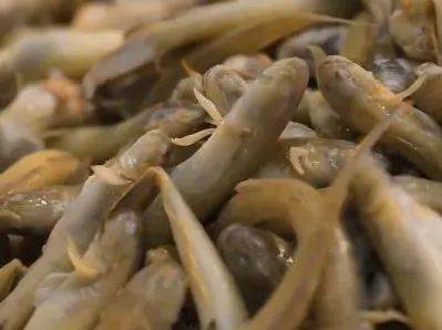 蚝艮拌韭菜2蚝艮鱼对生存环境和水质的要求极高,虽生长在海中,却需要