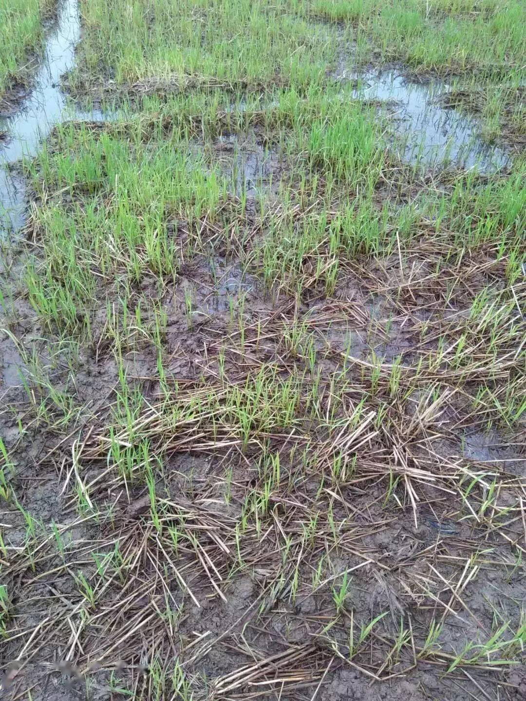 除草剂