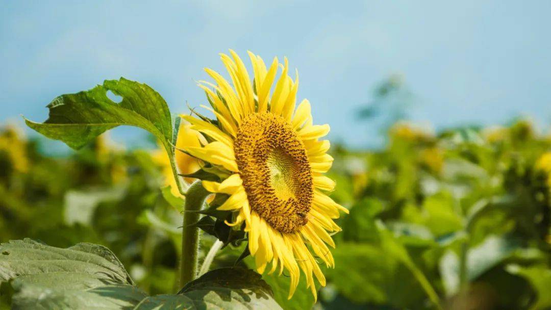 向陽而生!打卡莒縣這片花海,擁抱夏日的美好!