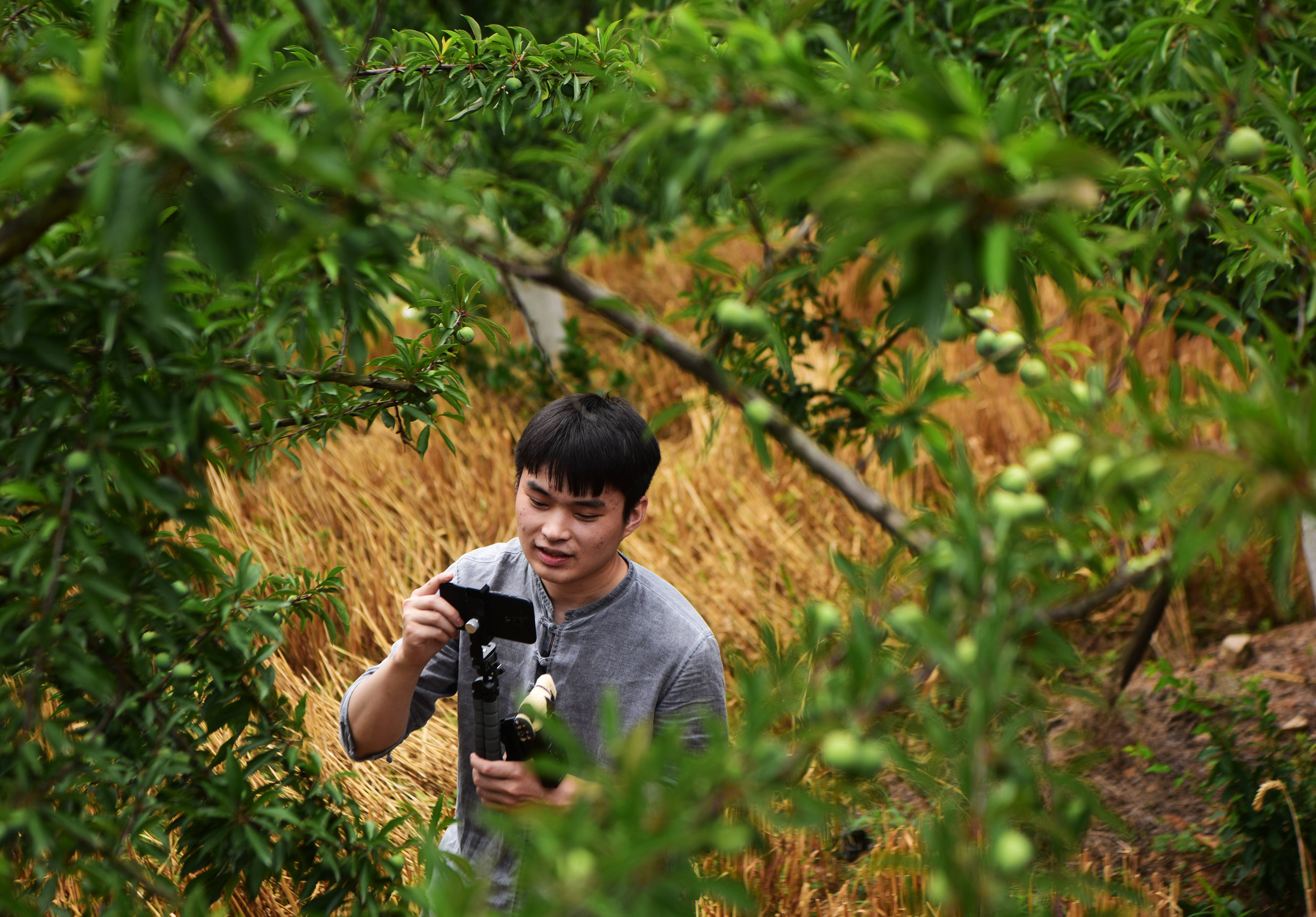 23岁的罗国键在位于重庆市巫山县曲尺乡的自家脆李种植地里录制用于