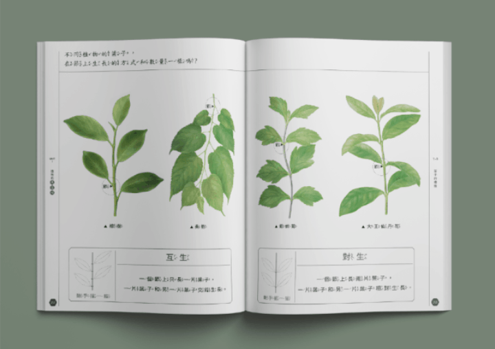 亲自动手的这一过程加入了【动手描一描】的版块比如在学习树叶互生