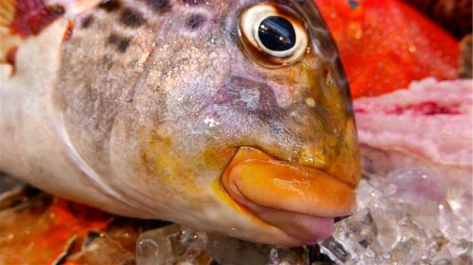 日本大厨处理顶级厚唇鱼切片直接生吃这也太馋人了