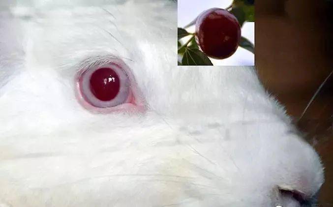 兔子眼的样子图片